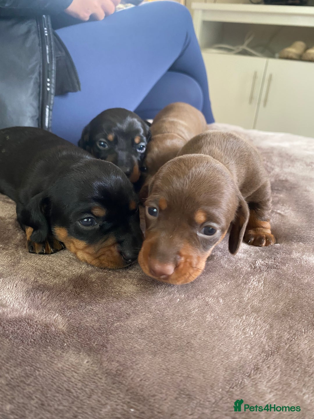 Miniature Dachshund dogs for sale: Miniature dachshunds  - Image 2