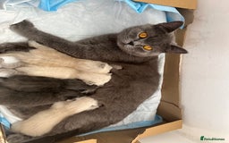 British Shorthair cats for sale: 5 beautiful British shorthair boys  - Image 7