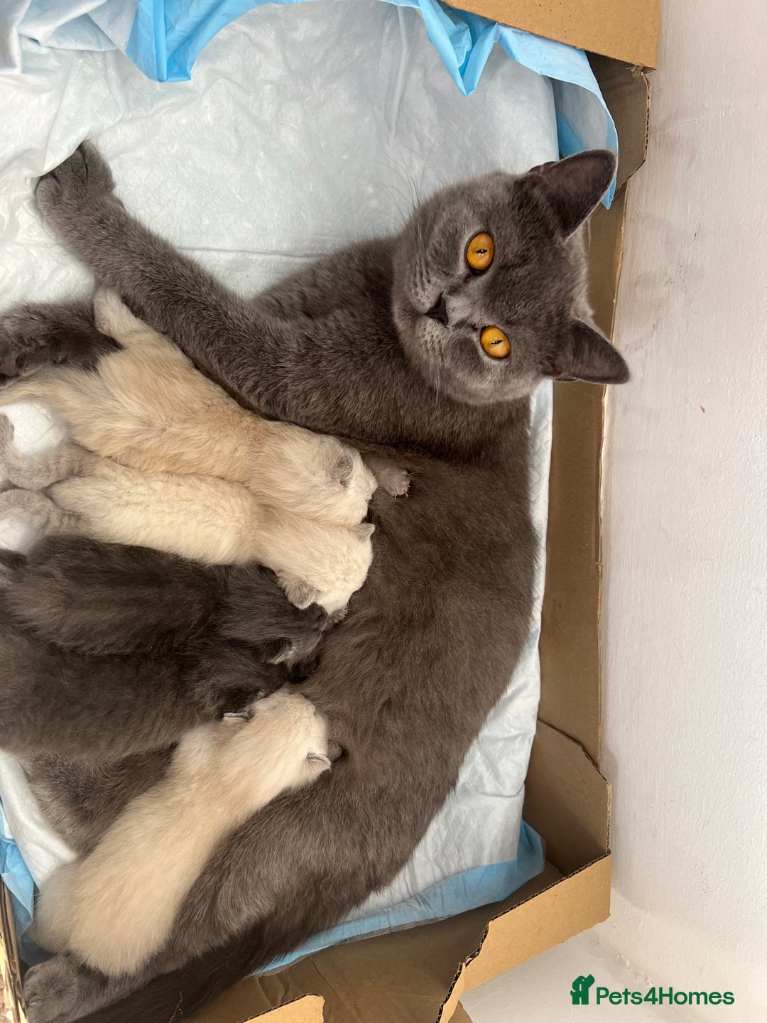 British Shorthair cats for sale: 5 beautiful British shorthair boys  - Image 7