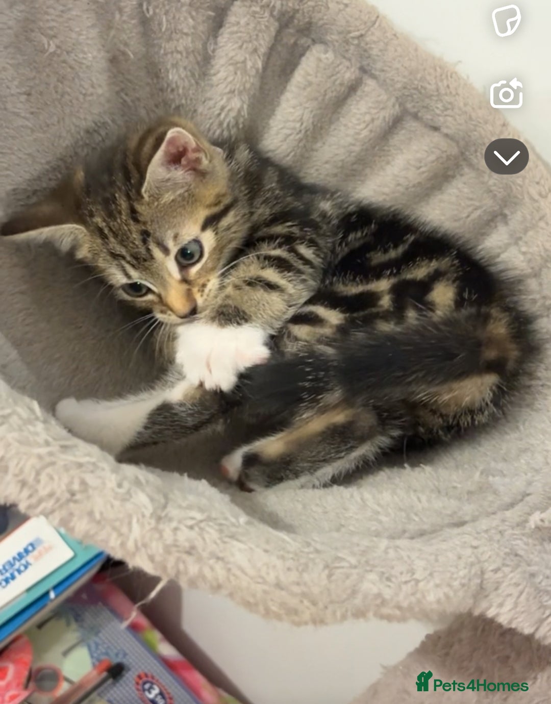 Bombay cats for sale: Baby Bombay kittens - Image 1