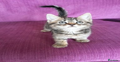 Mixed Breed cats - Advert 8