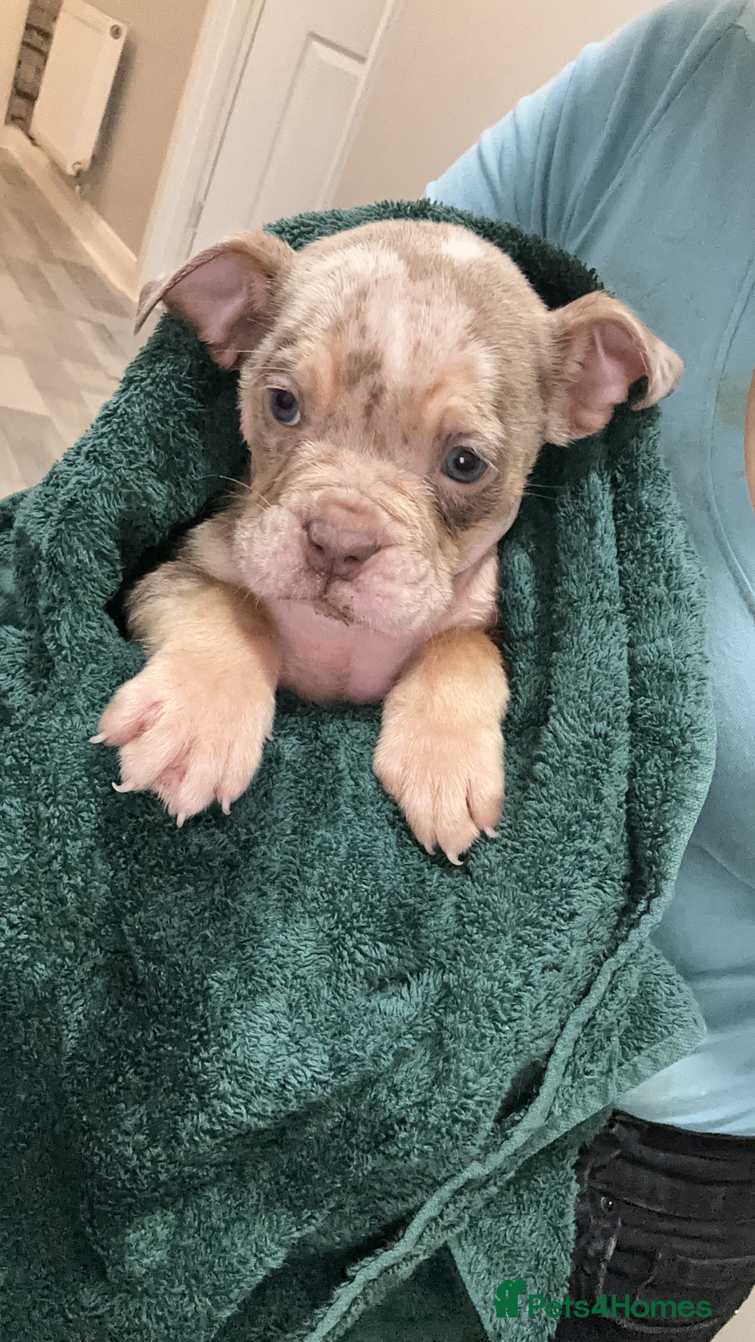 Olde English Bulldogge dogs for sale: Olde English bulldogge  - Advert 3