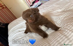 Pomeranian dogs for sale: 3 STUNNING POMERANIANS 1 MALE 2 FEMALE  - Image 10