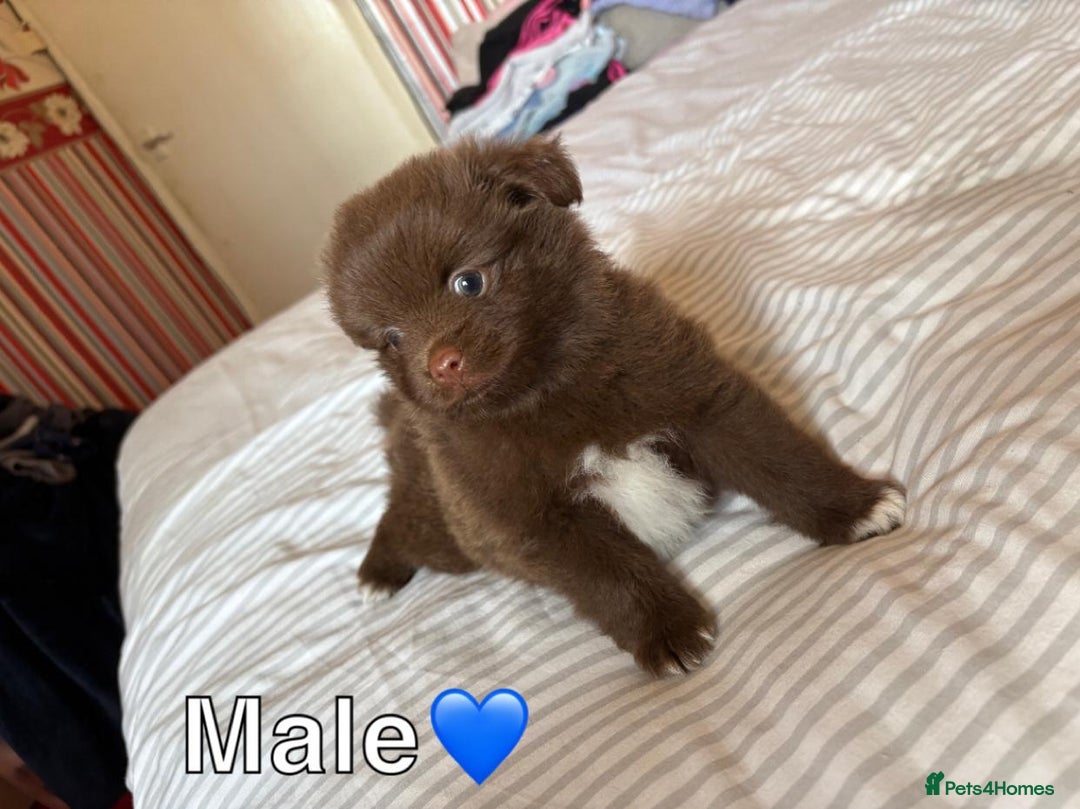 Pomeranian dogs for sale: 3 STUNNING POMERANIANS 1 MALE 2 FEMALE  - Image 10