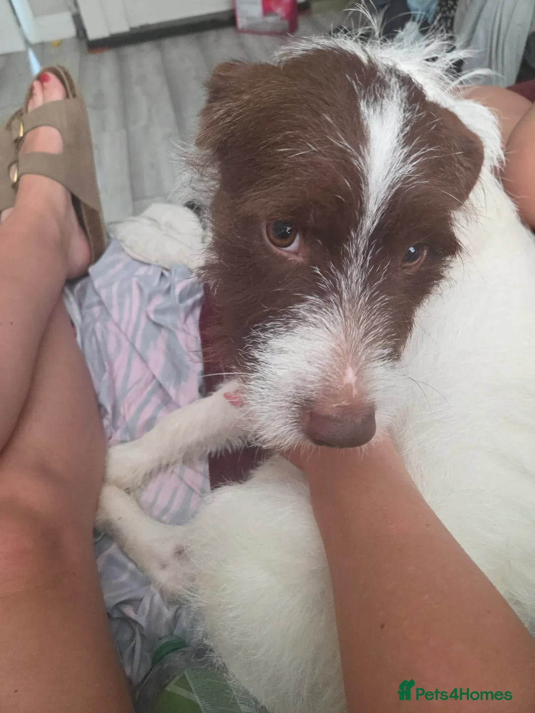 Patterdale Terrier dogs for sale: Patterdale terrier pablo - Advert 2