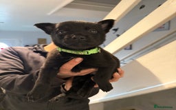 Belgian Shepherd Dog dogs for sale: Belgian malinois - Image 13