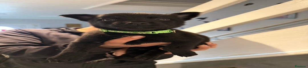 Belgian malinois bright green collar 
