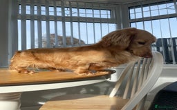 Miniature Dachshund dogs for sale: Kc miniature dachshund cream adult boy  - Image 1