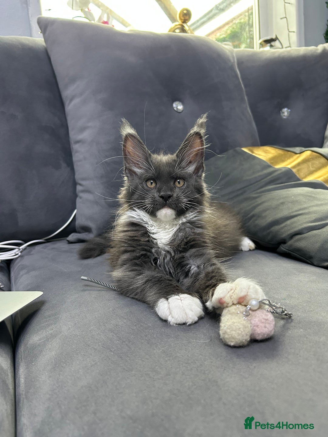Maine Coon cats for sale: Maine Coon kitten  - Image 3