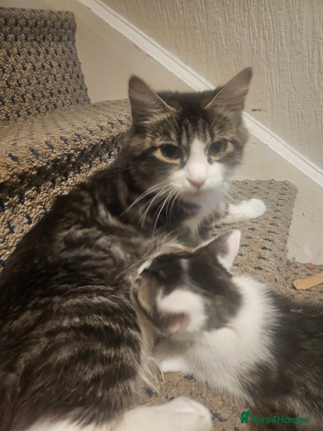 Mixed Breed cats for sale: Kitten - Advert 3