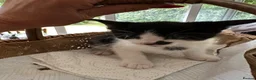 Mixed Breed cats for sale: Bengal Tiger Lily crept out for kittens - Advert 18