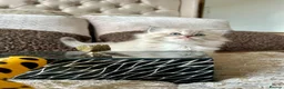 Ragdoll cats for sale: Adorable Ragdolls Babies 🌸🌸🌸 - Advert 14