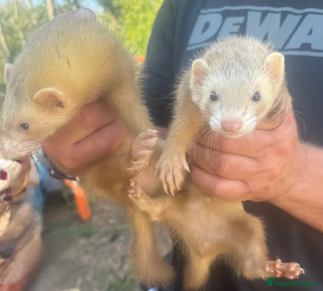 Ferret rodents for sale: 5 ferrets for sale  - Advert 4