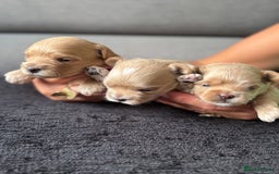 Maltipoo dogs for sale: Tiny F1 Asian Maltipoo puppies. Reserve now! - Image 1