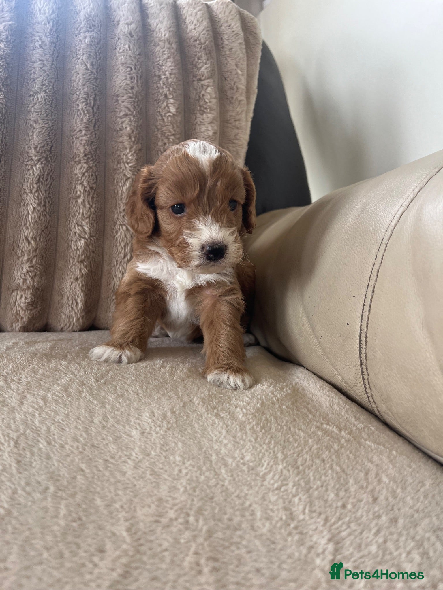 Cockapoo dogs   Stunning girl cockapoo  - Advert 4
