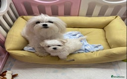 Maltese dogs for sale: Gorgeous Maltese Male Puppy, Ready now 🐾 - Image 10