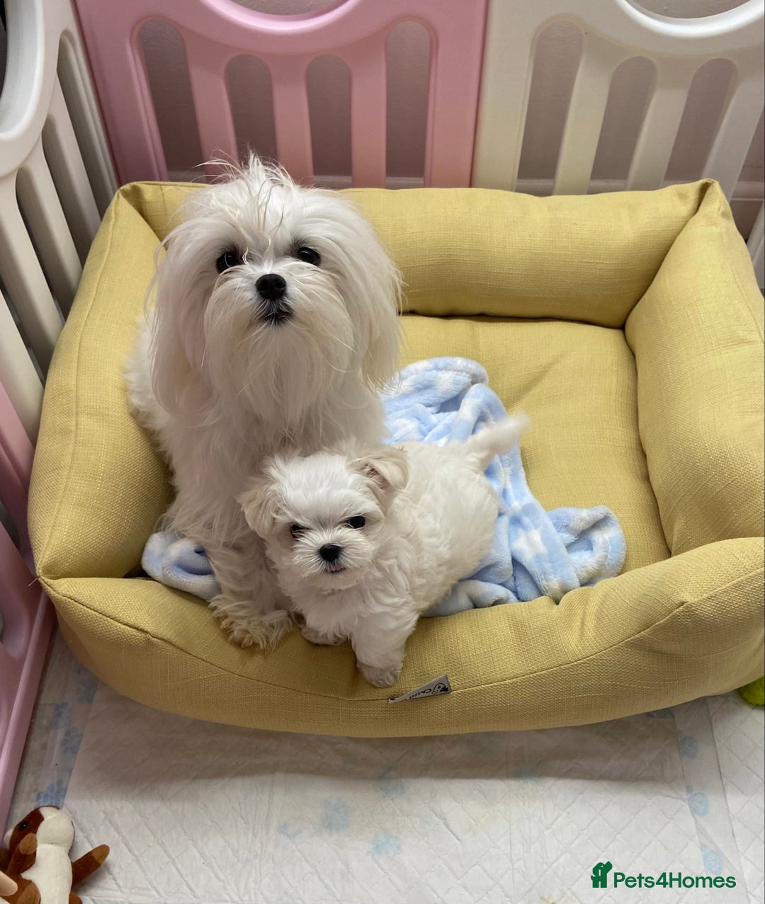 Maltese dogs for sale: Gorgeous Maltese Male Puppy, Ready now 🐾 - Image 10