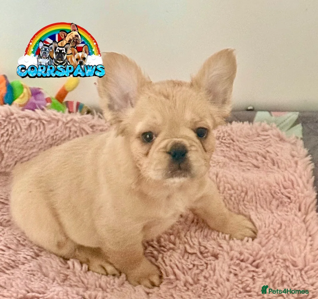 French Bulldog dogs for sale: Last adorable female cream Fluffy French Bulldogs  - Advert 1