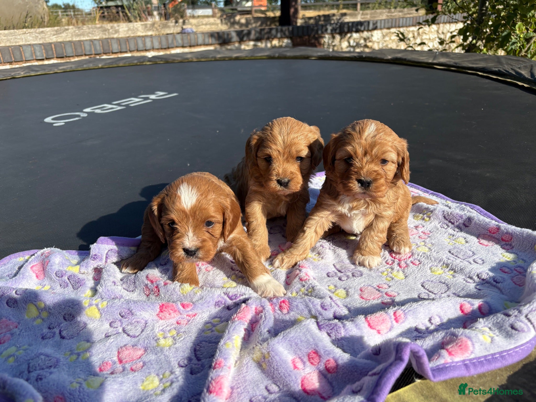 Cavapoo dogs Beautiful Cavapoo puppies. - Advert 1