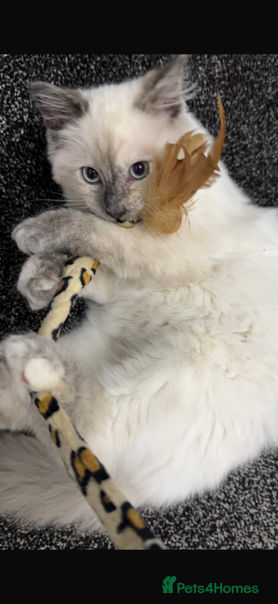 Ragdoll cats Ragdoll kitten  - Advert 1