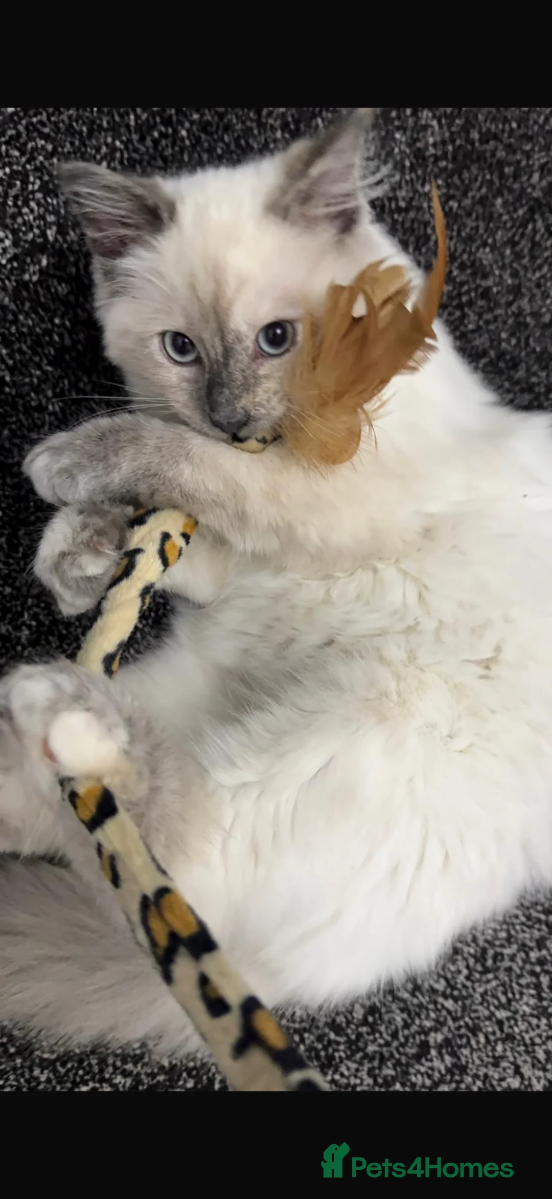 Ragdoll cats for sale: Ragdoll kitten  in Kidderminster - Advert 1