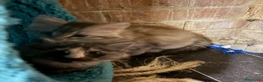 Maine Coon 2