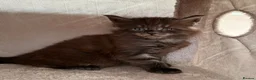 Maine Coon cats for sale: Maine coon babies ready to reserve  - Advert 3