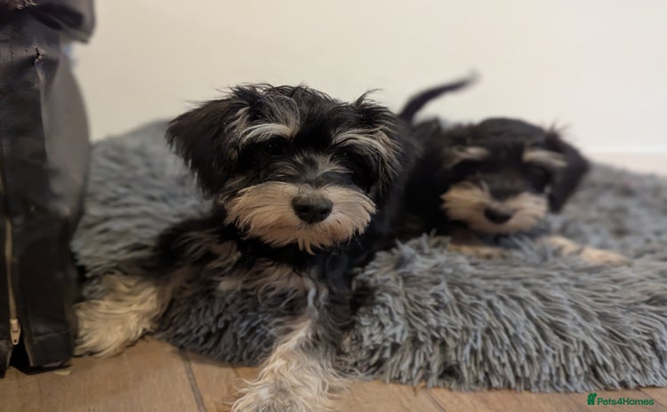 Miniature Schnauzer dogs - Advert 2