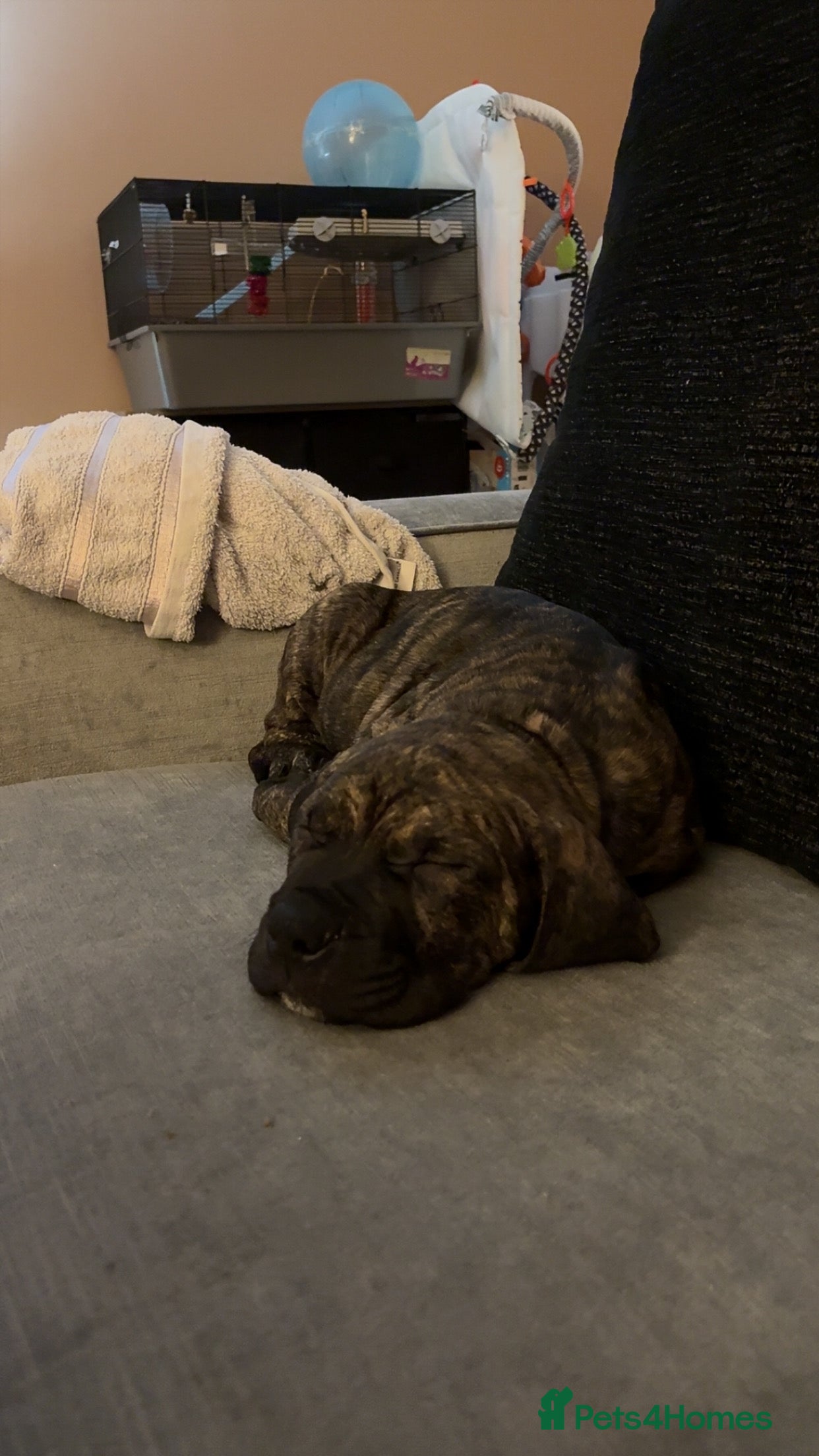 Mixed Breed dogs Stiles - Advert 1