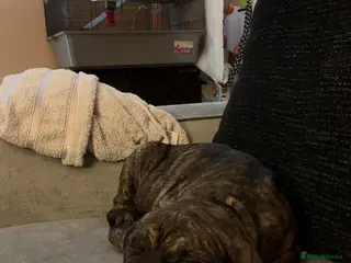 Mixed Breed dogs Stiles - Advert 16