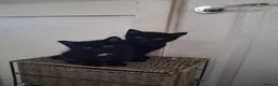 Mixed Breed cats for sale: Adorable black kittens for sale!! - Advert 5