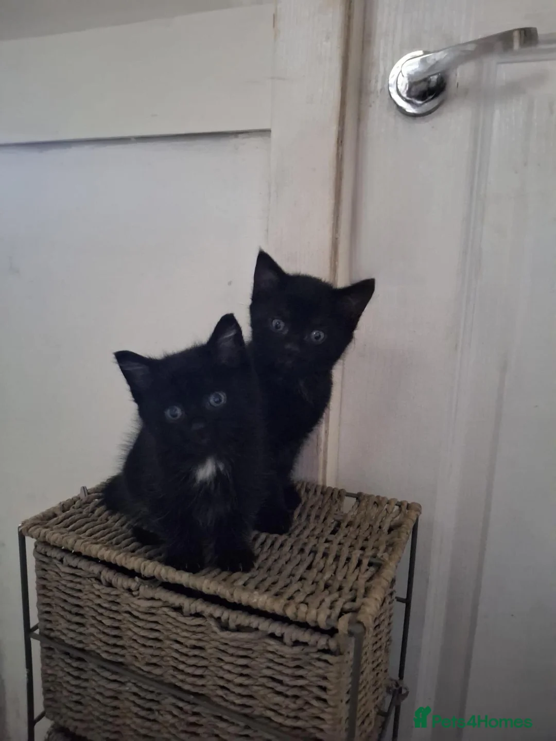 Mixed Breed cats for sale: Adorable black kittens for sale!! - Advert 5