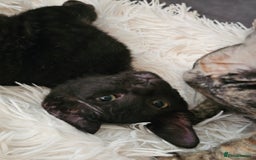 Sphynx cats for sale: Sphynx x Siamese kittens - Image 25