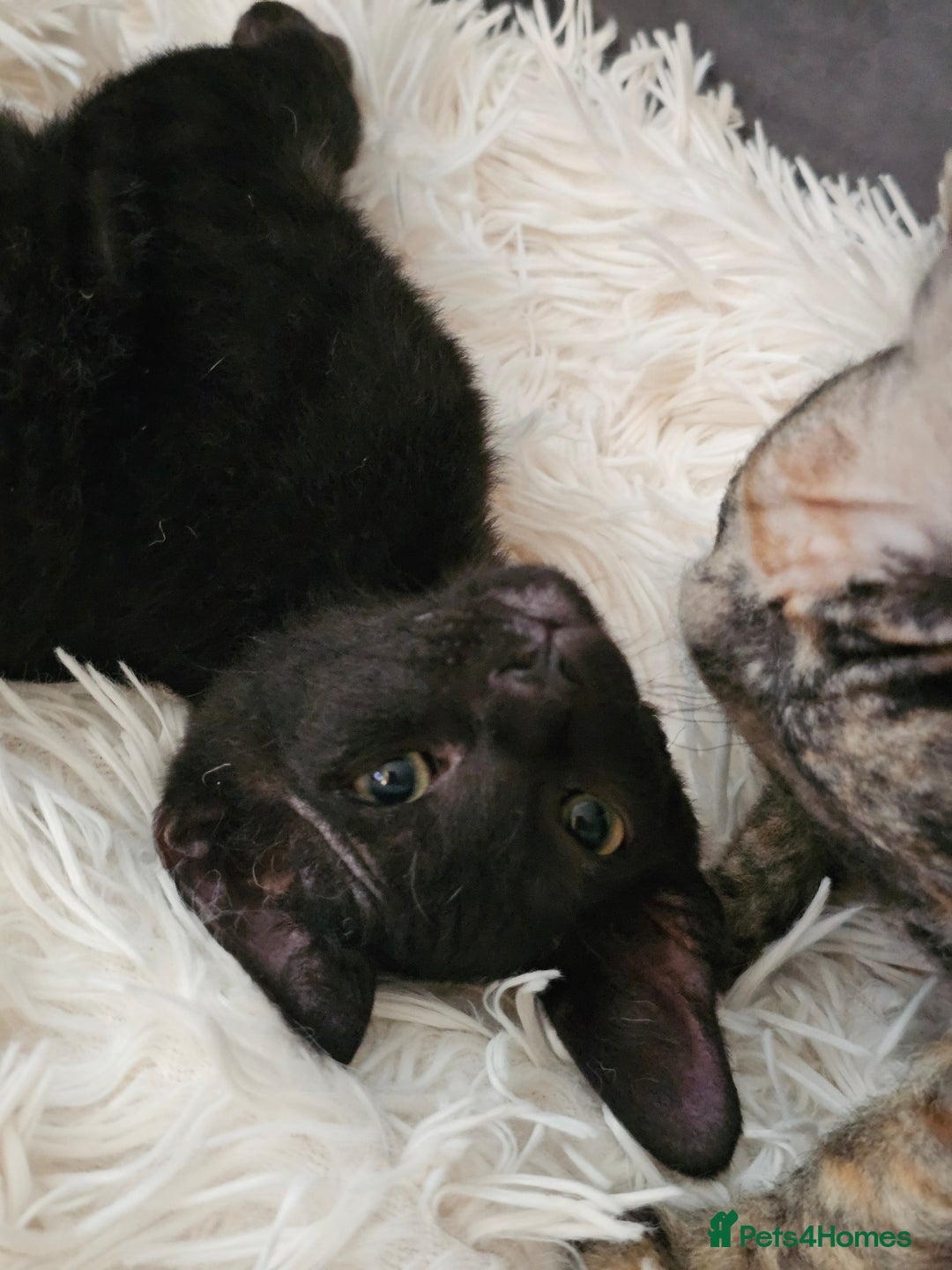 Sphynx cats for sale: Sphynx x Siamese kittens - Image 25
