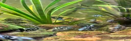 Cichlids fish for sale: DISCOUNT - POLAR BLUE CICHLIDS FRY - Advert 35