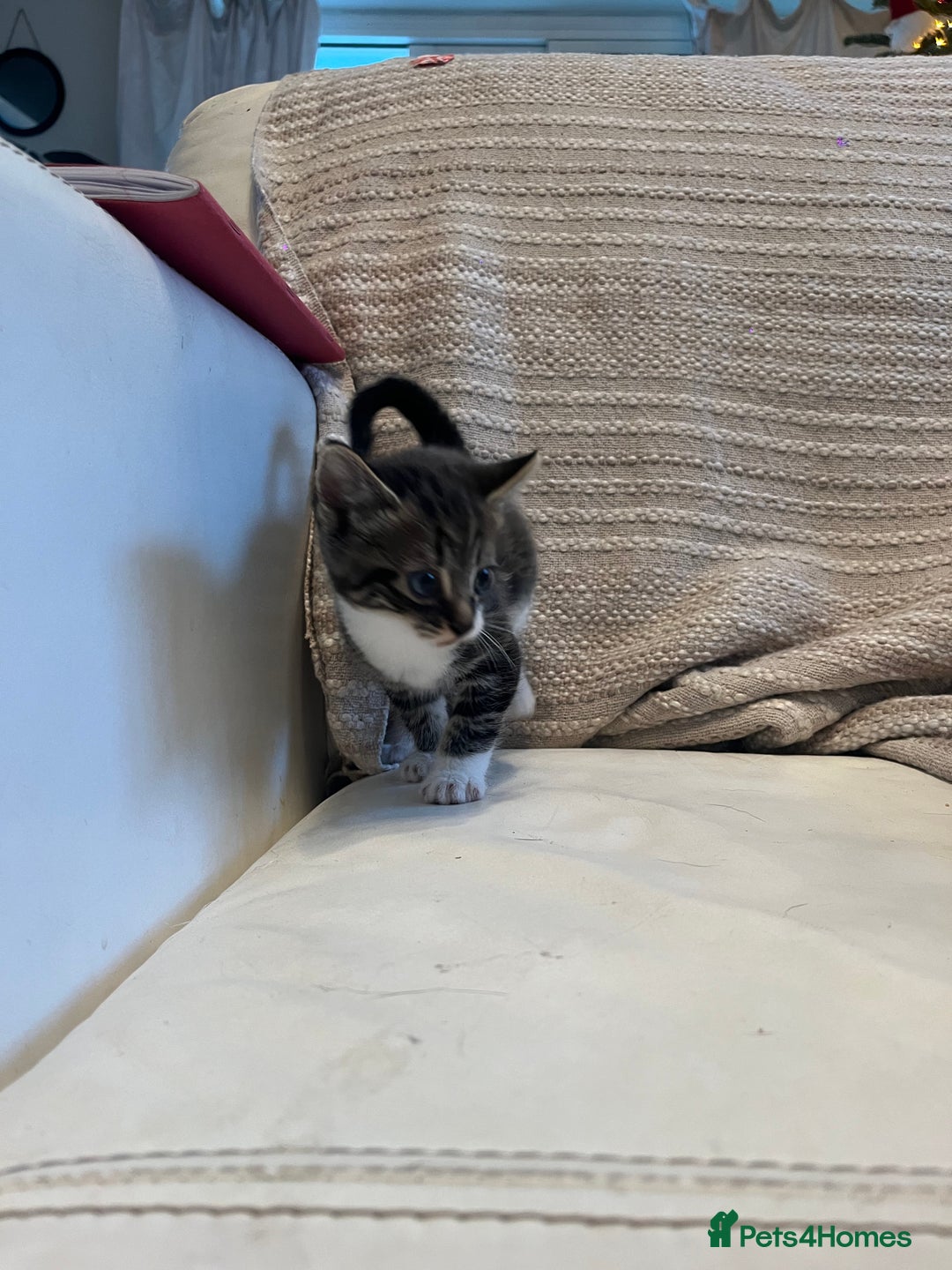 Mixed Breed cats for sale: 3 Beutiful babies  - Advert 22