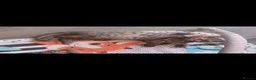 British Shorthair cats for sale: 4 British short-hair kittens  - Advert 5