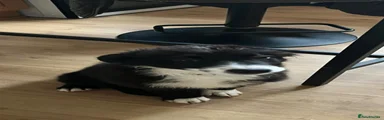 Border Collie 2