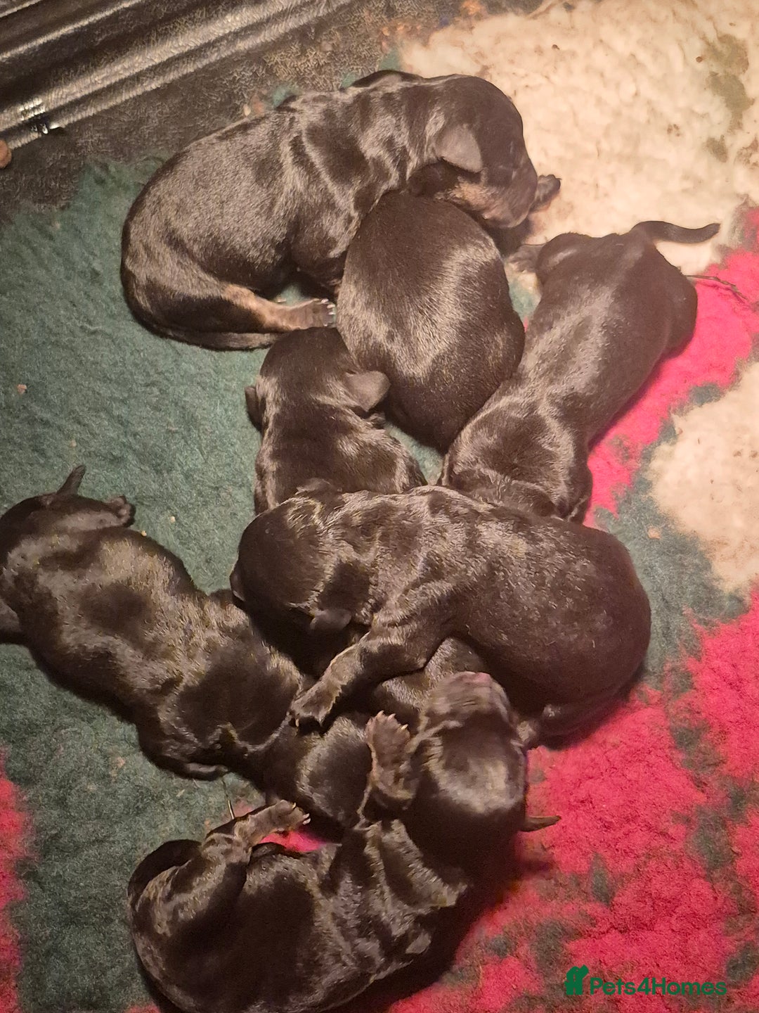 Cesky Terrier dogs for sale: CESKY TERRIER PUPPIES. advance notice - Advert 26