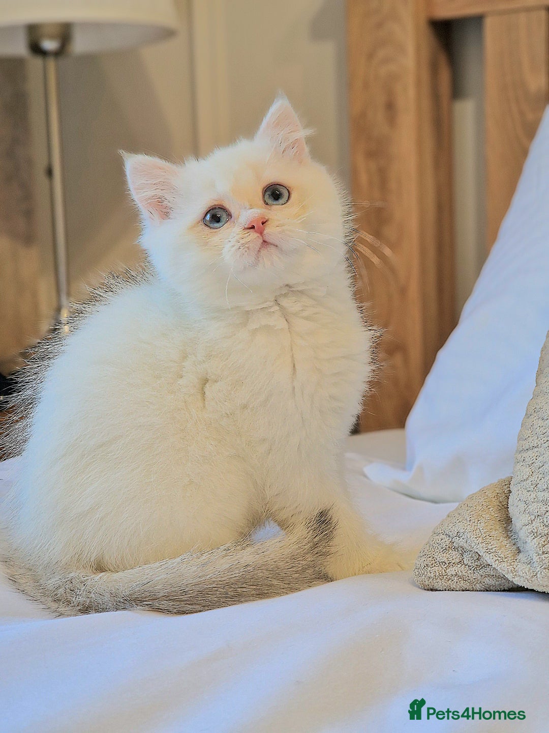 British Shorthair cats for sale: LAST KITTEN - Rare Golden Lilac Point BSH Girl - Advert 8