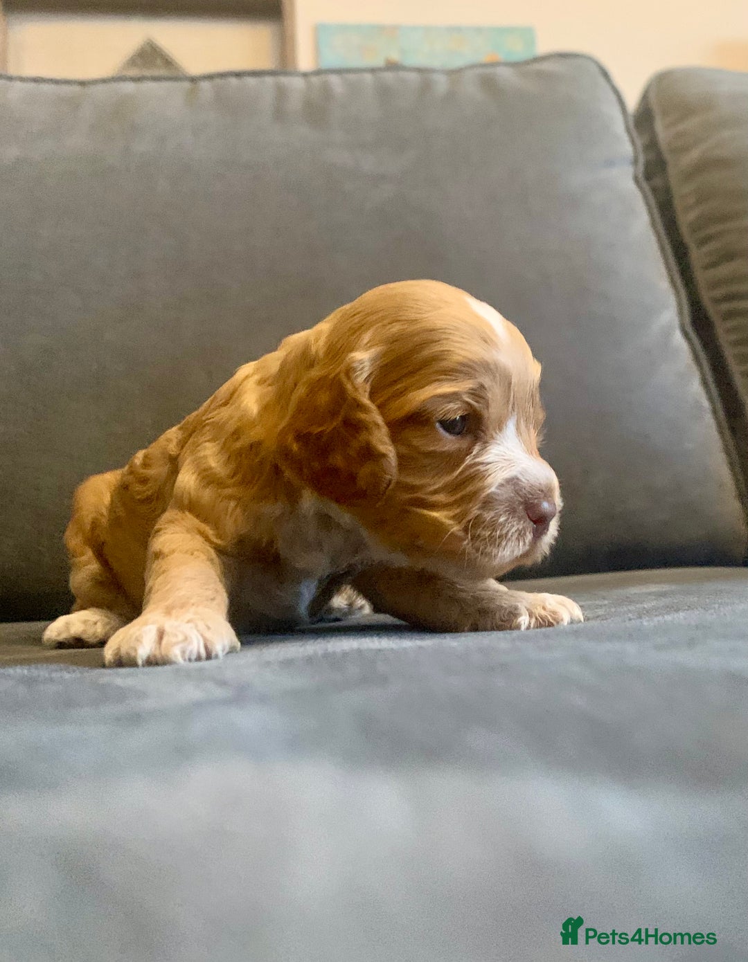 Cockapoo dogs for sale: Cockapoo F1b - Advert 26