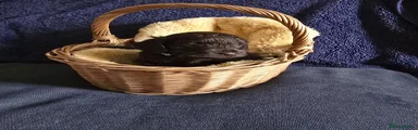 Cockapoo 1