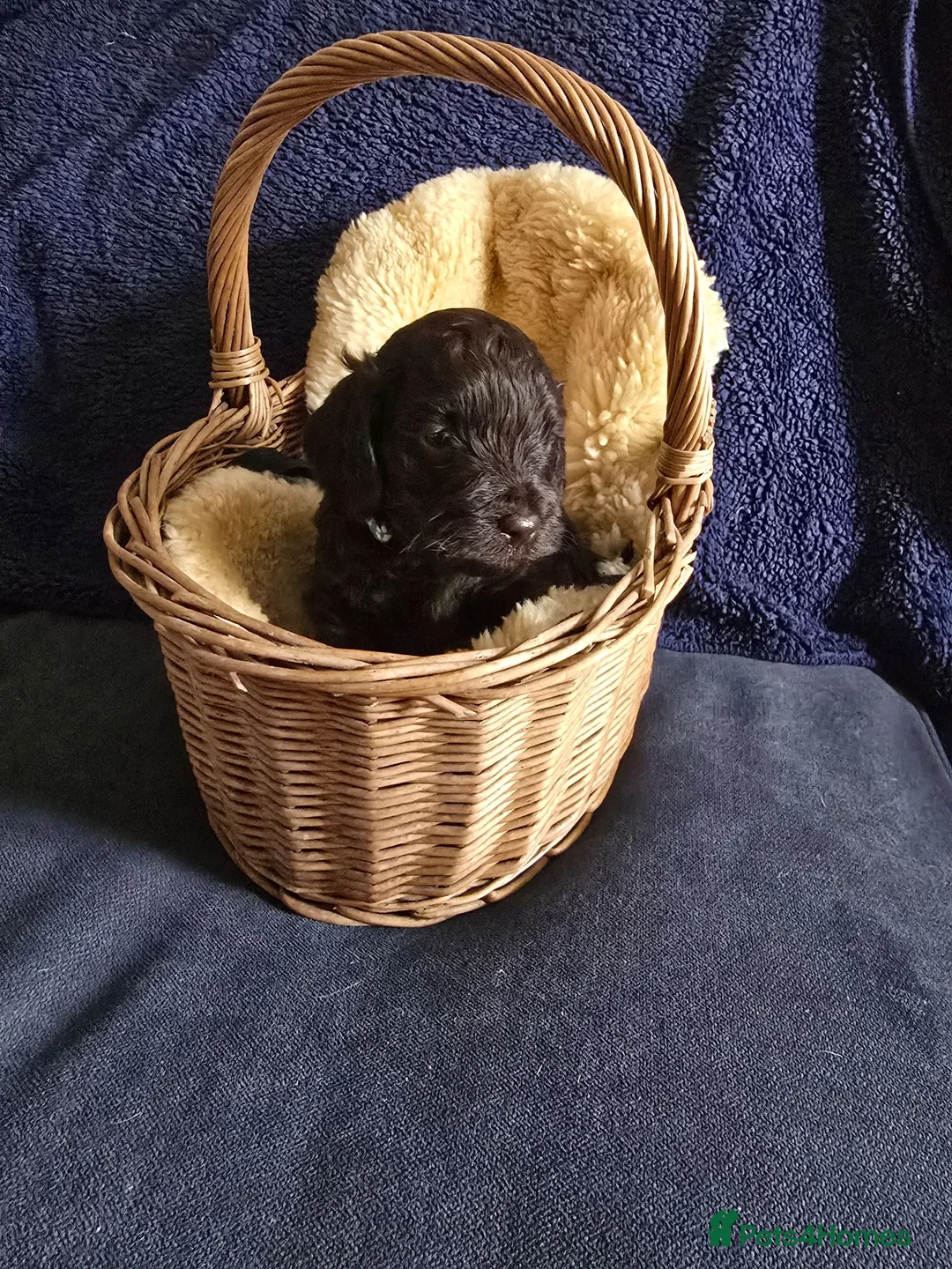 Cockapoo dogs for sale: Stunning homebred cockapoos - Advert 40