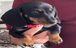 Miniature Dachshund dogs for sale: Beautiful Litter mini Dachshunds - Image 6