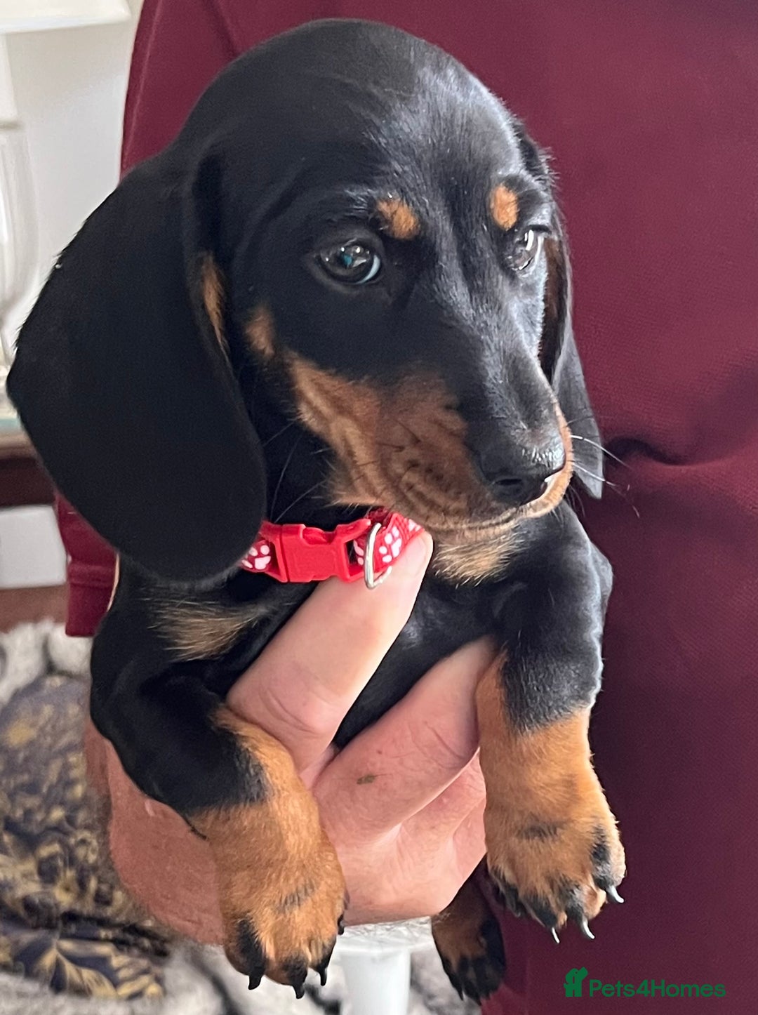 Miniature Dachshund dogs for sale: Beautiful Litter mini Dachshunds - Image 6