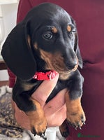 Miniature Dachshund dogs - Advert 13