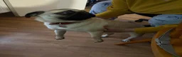 Pug dogs for sale: 8 month old Pug  - Advert 4