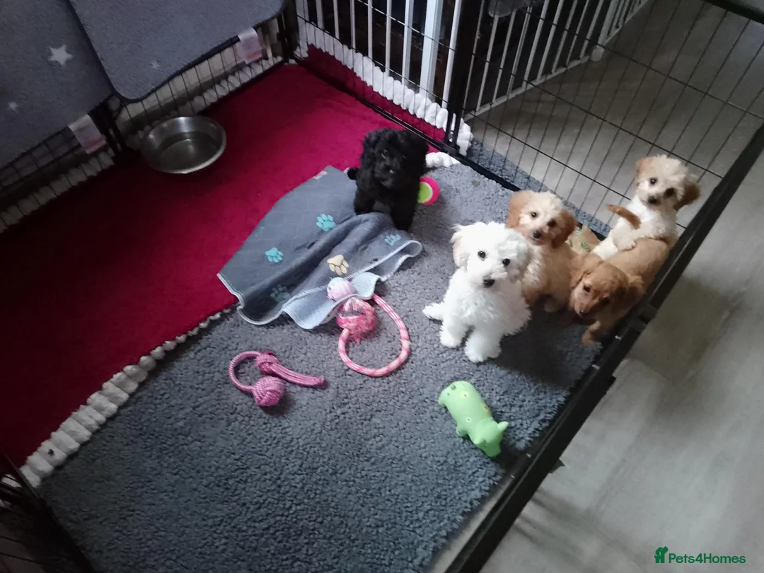 Mixed Breed dogs for sale: Cavapoochon puppies with 5 weeks free insurance  - Advert 2
