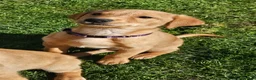 Labrador Retriever dogs for sale: Beautiful Fox Red Labrador Retriever Puppies - Advert 6