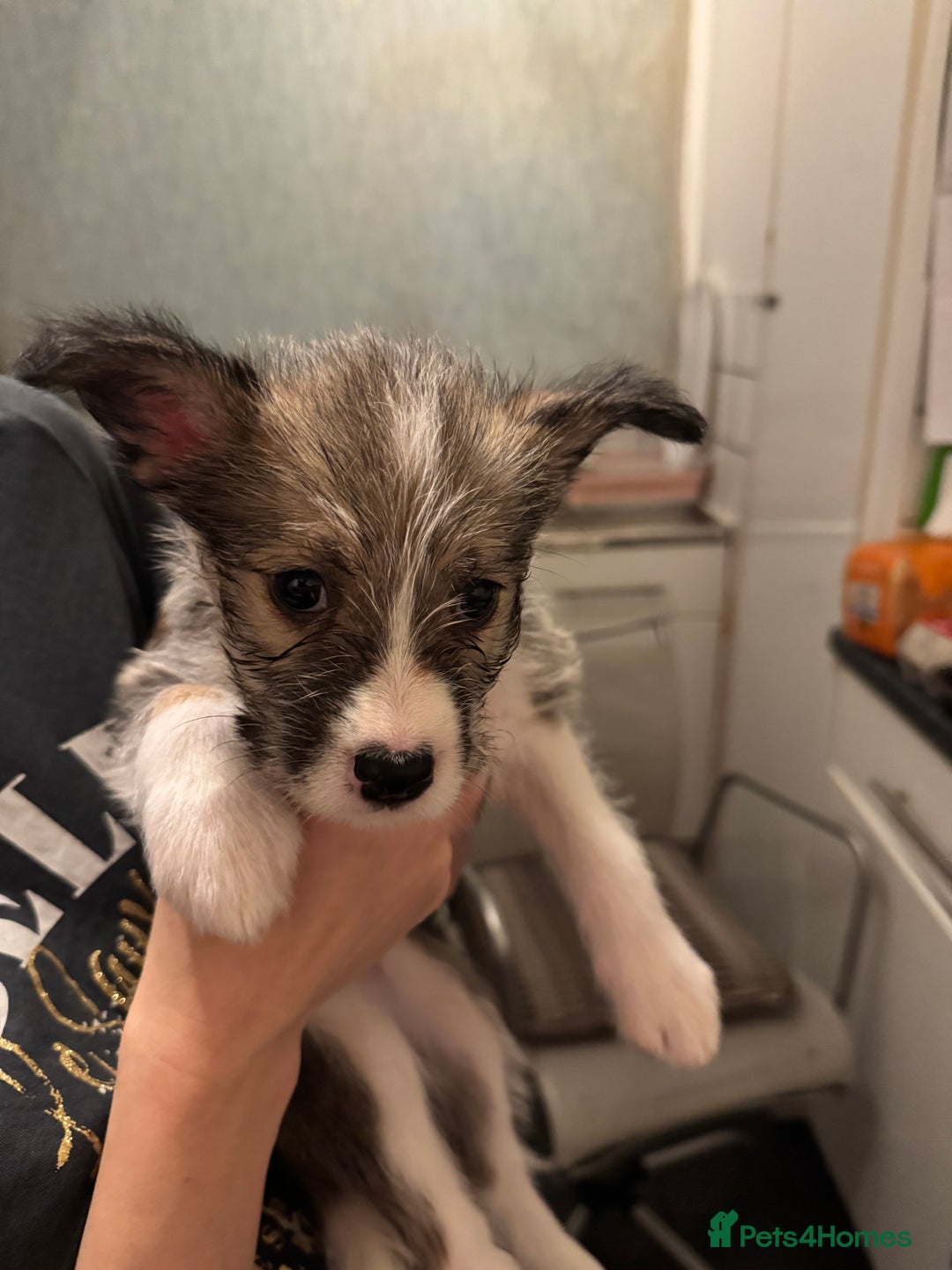 Mixed Breed dogs for sale: Siberian Husky X Staff/Lhasa Apso. Only 2 left!!  - Image 20